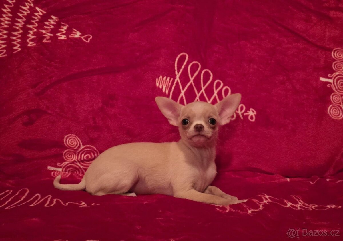 Čivava krátkosrstá s PP - 3