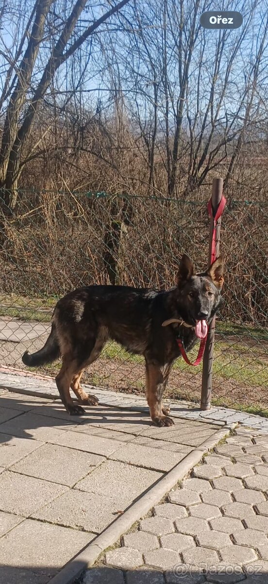 Německý ovčák s PP - 3