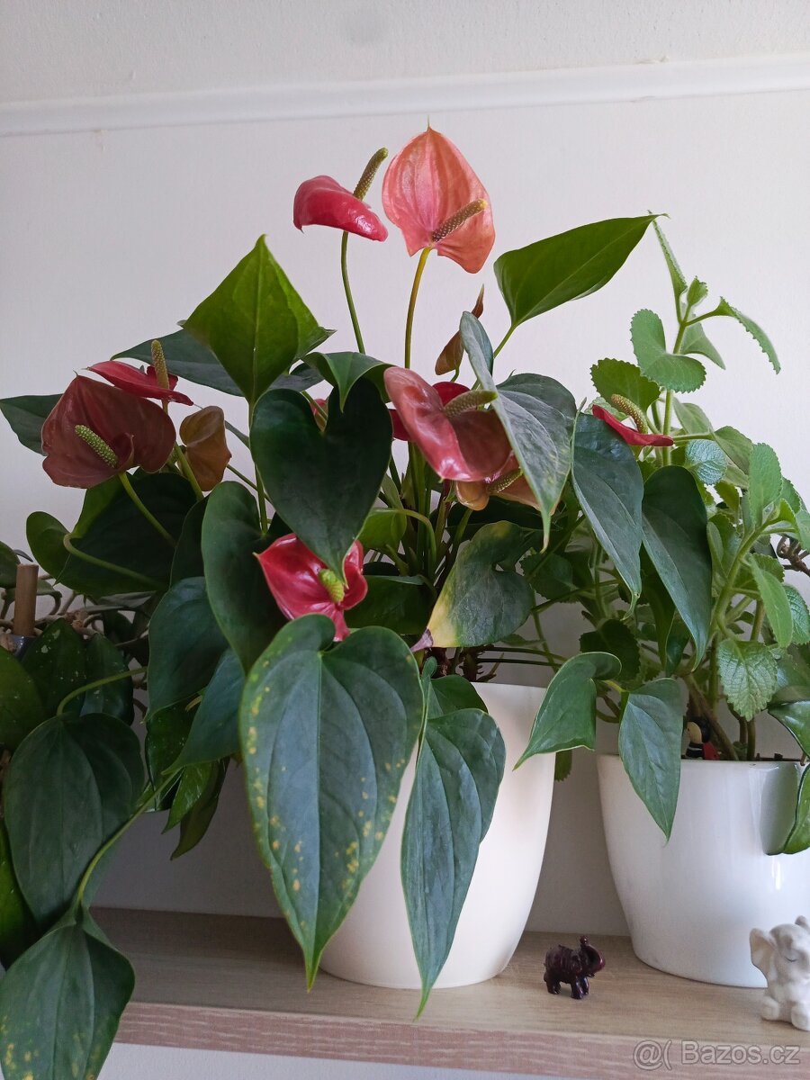 Pokojové rostliny - 3