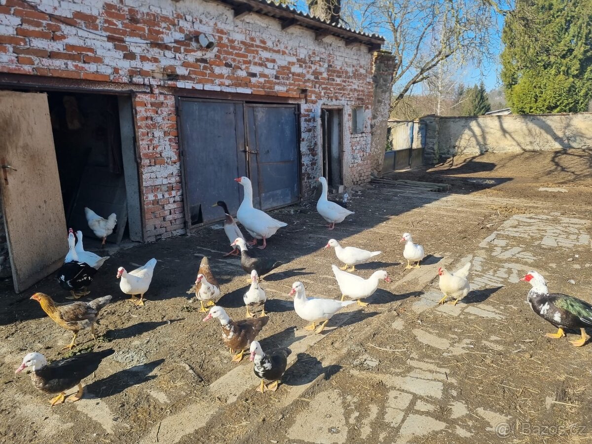 Kachna čínská prodej - 3