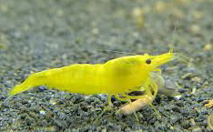 Krevetky, vlastný odchov, posielam bezpečne cez Zásielkovňu. - 3