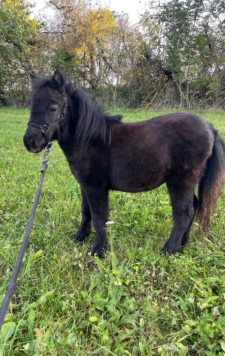 Minihorse hřebeček - 3
