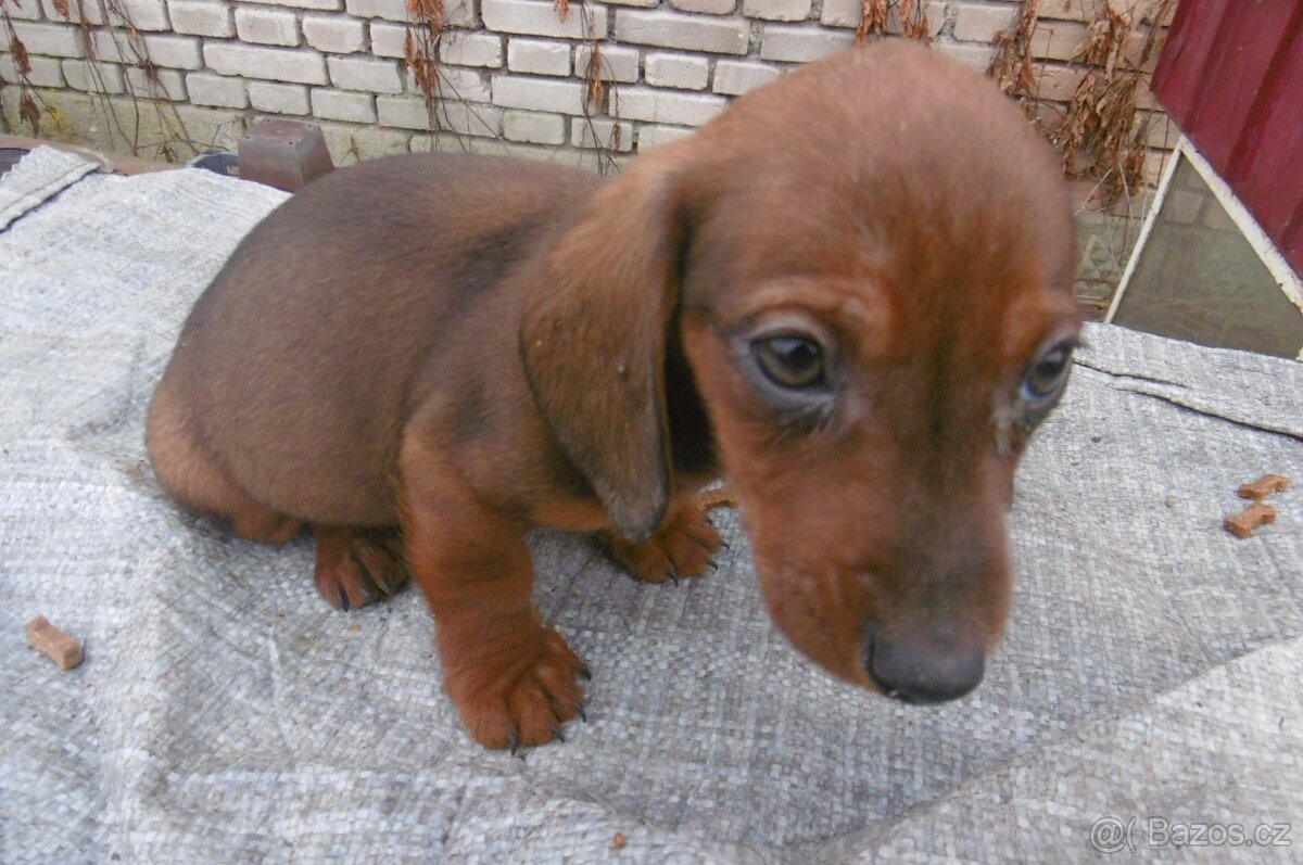 Prodej jezevčíků - 3