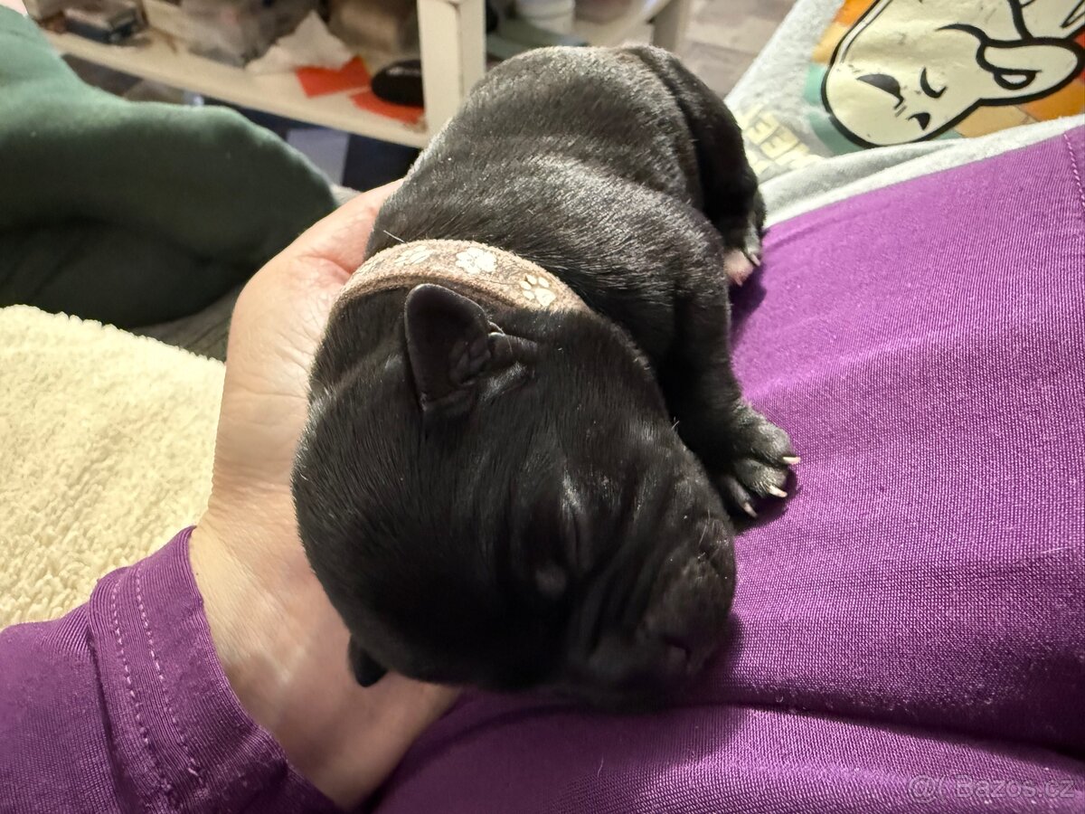 Stafordšírský bulteriér s PP - 3