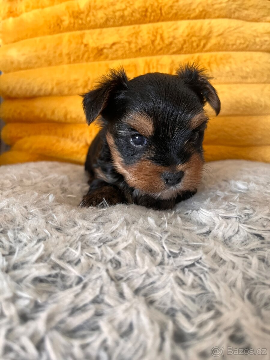 Jorkšírský terier - 3