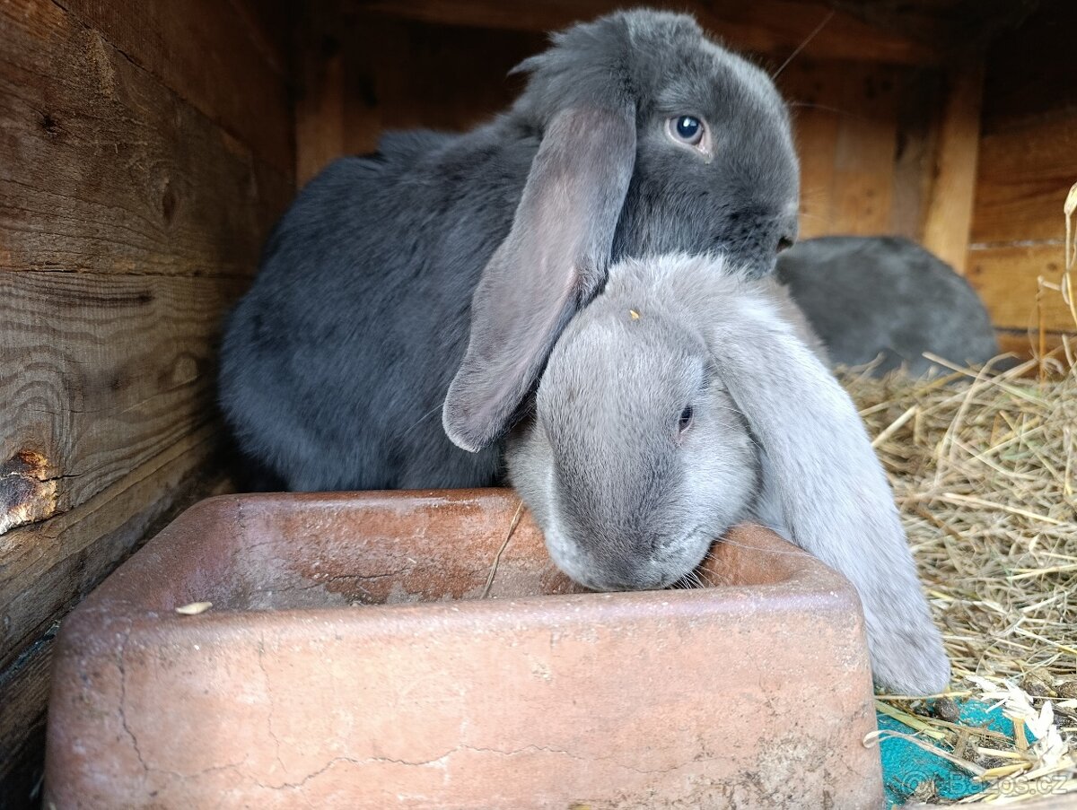 Francouzský beran modrý - 3