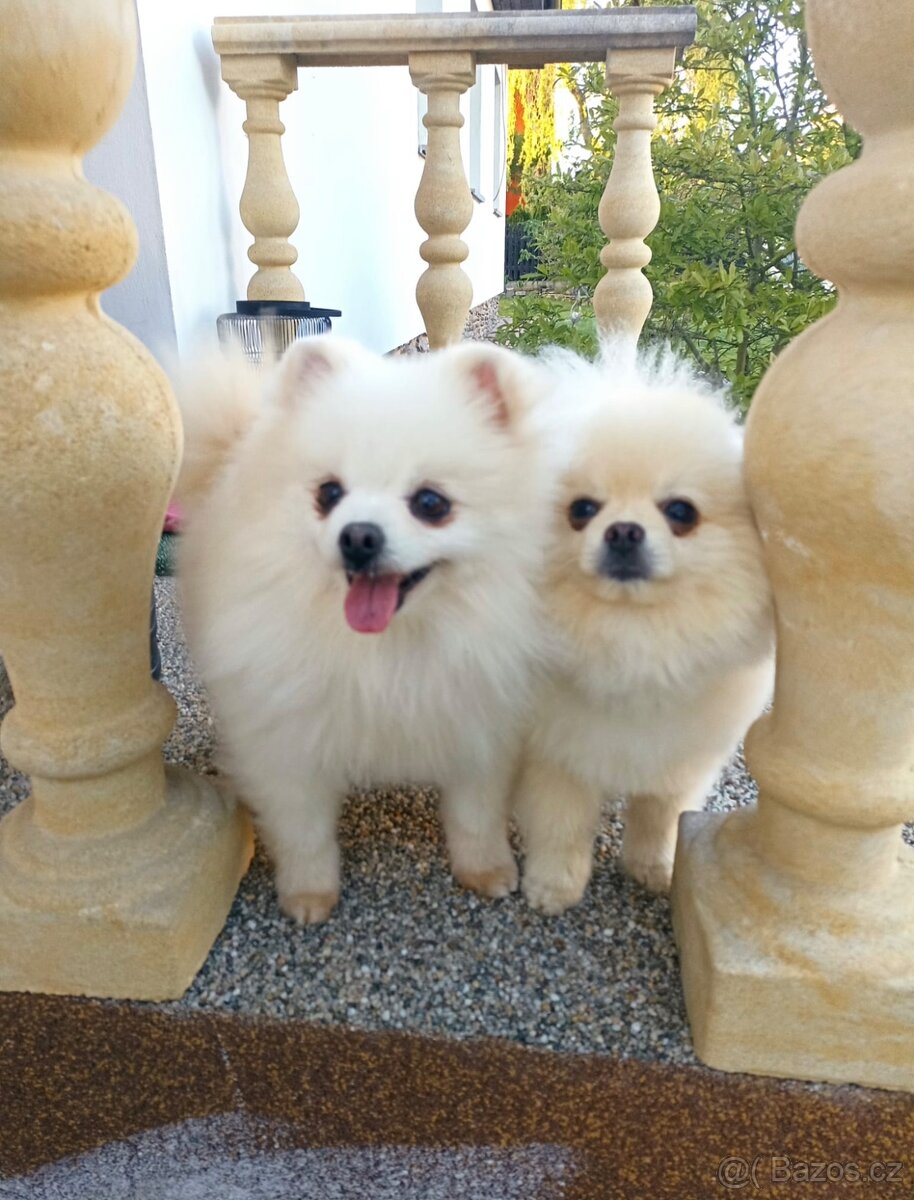 Pomeranian fenka - 3