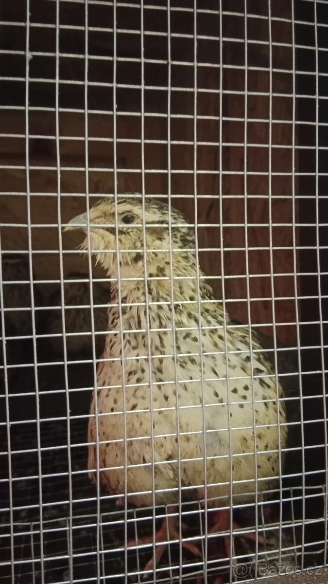 Křepelčí vejce - 3