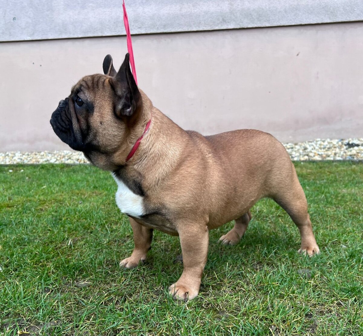 Francouzsky buldoček s PP - psík - 3