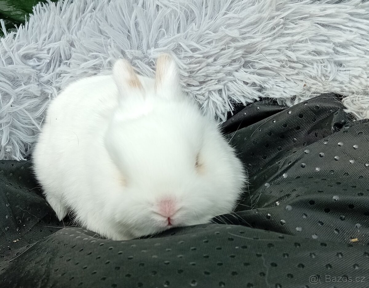 Zakrslý králíček E3 - 3