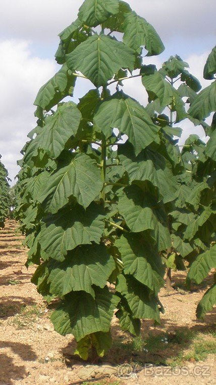 Paulownia oxytree- kyslíkový strom - 3