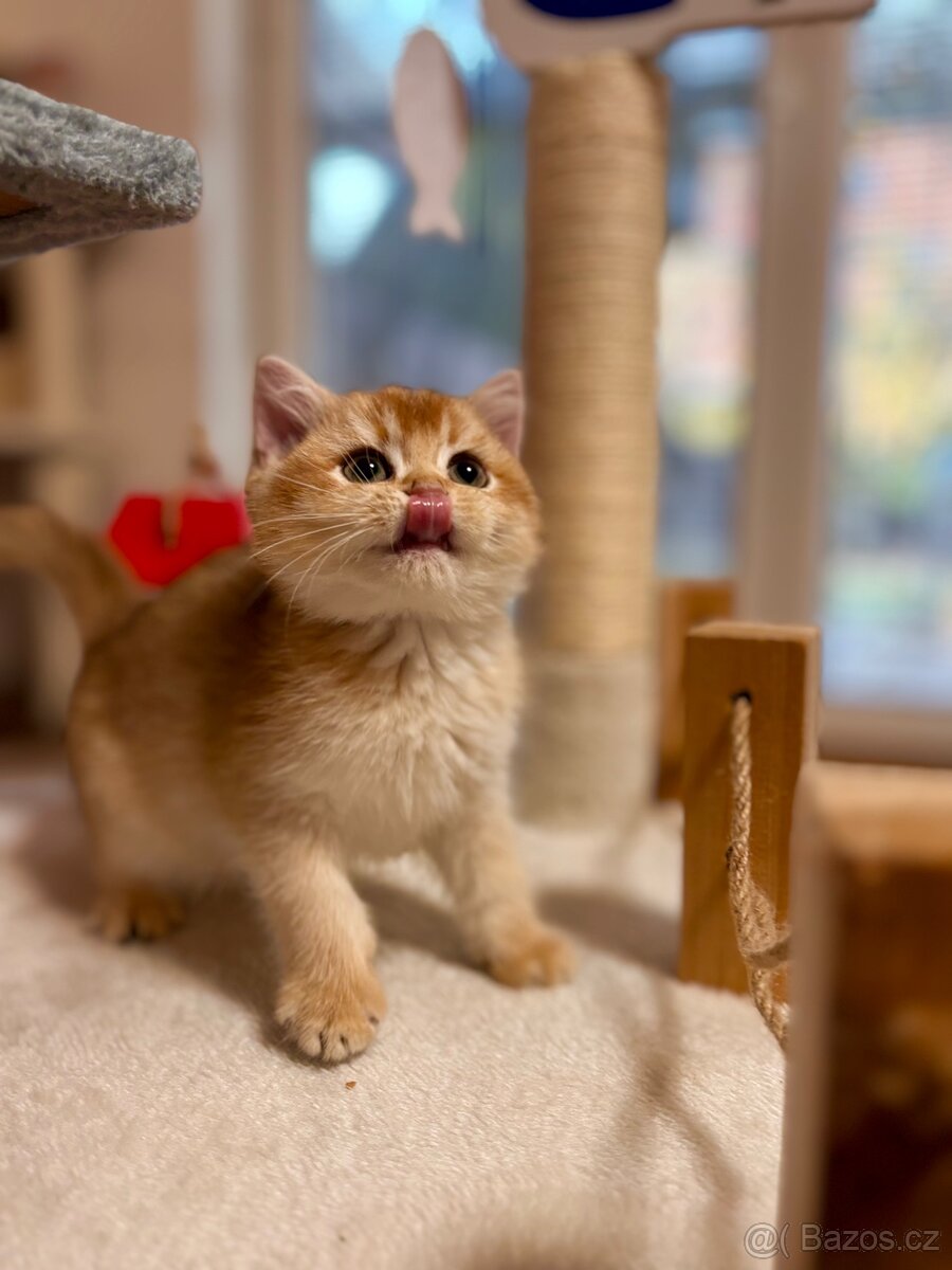 Luxusní zlata britská činčila koťata s PP pro chov - 3