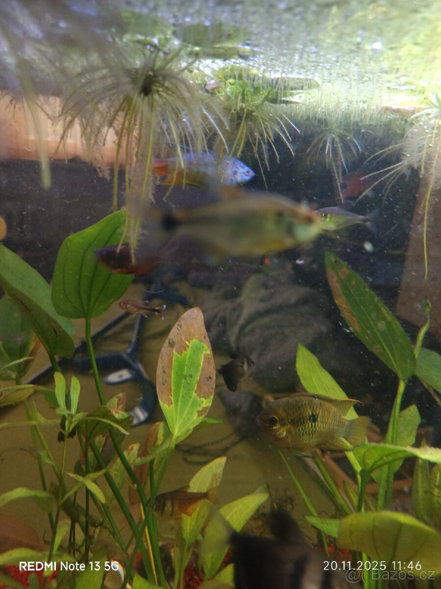 Za kožen krásný Tetry - 3