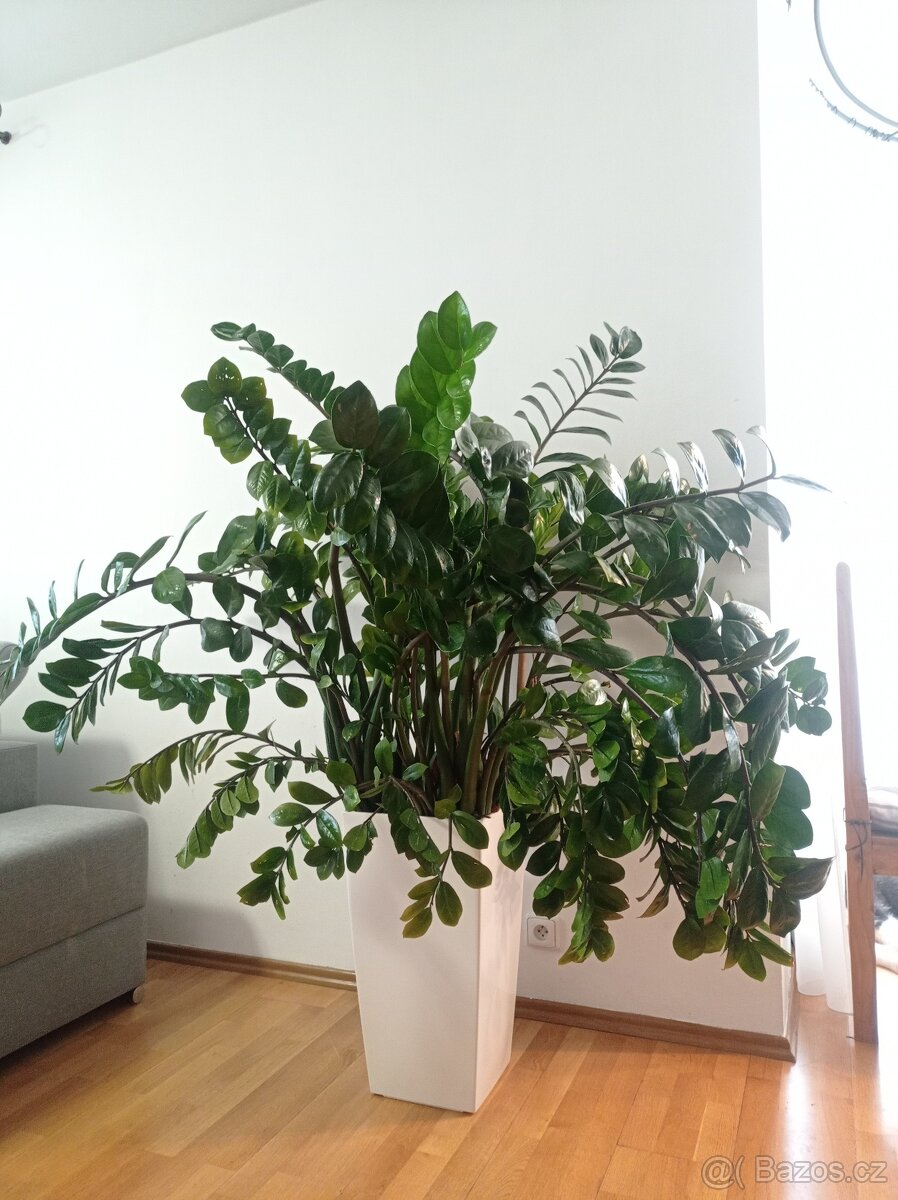 Zamioculcas - 3