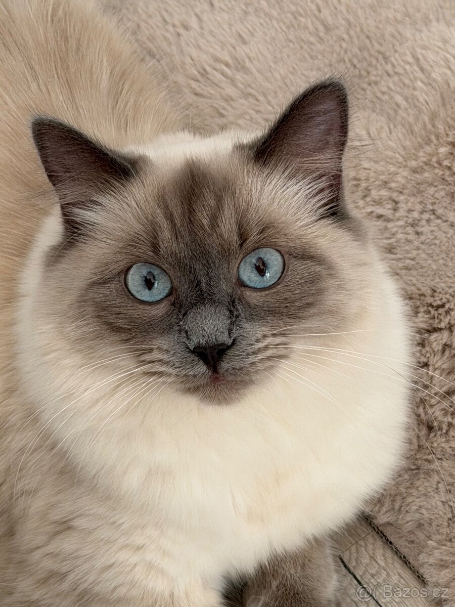 Prodám krásné koťátka ragdoll - 3