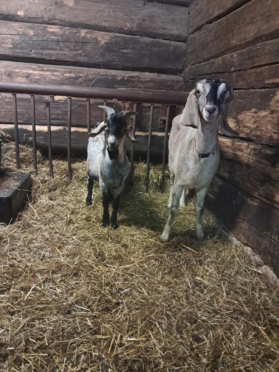 Prodám Kozu,Kozlika Anglobinského plemene. - 3