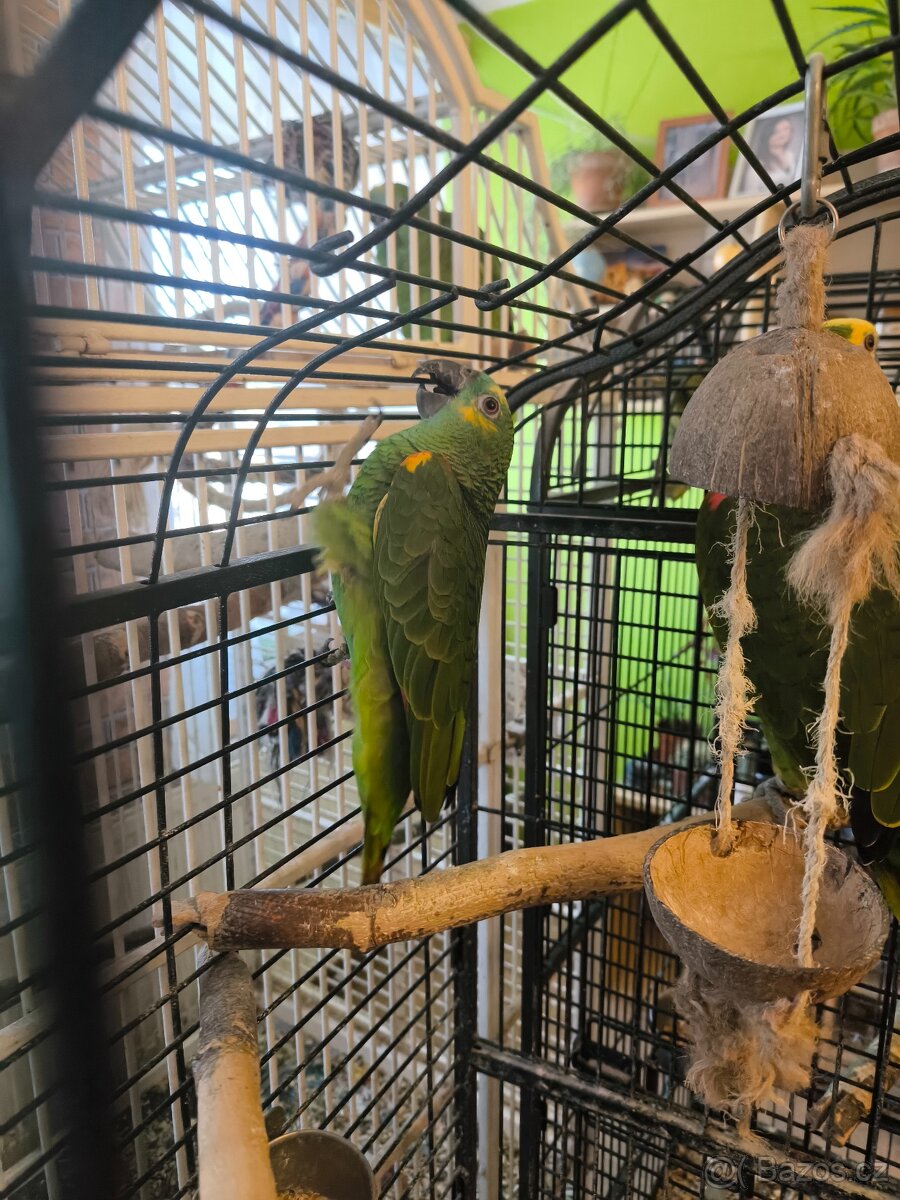 Amazoňan modroceli samice - 3