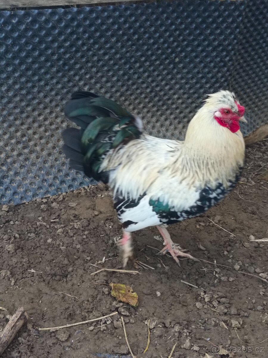 Daruji kohouty - 3