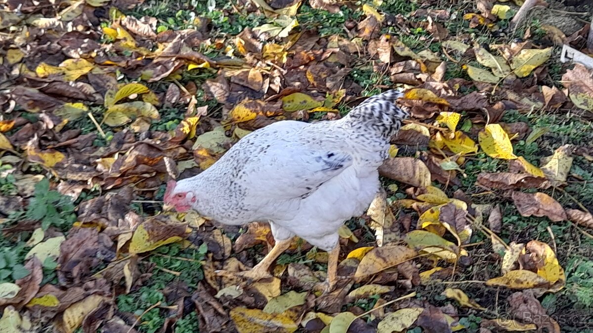 nabízím letošní mladé kohoutky - 3