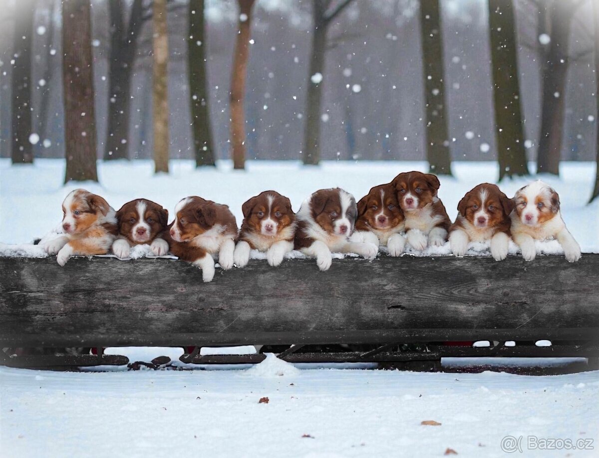 Australský ovčák - top chlapeček - 3