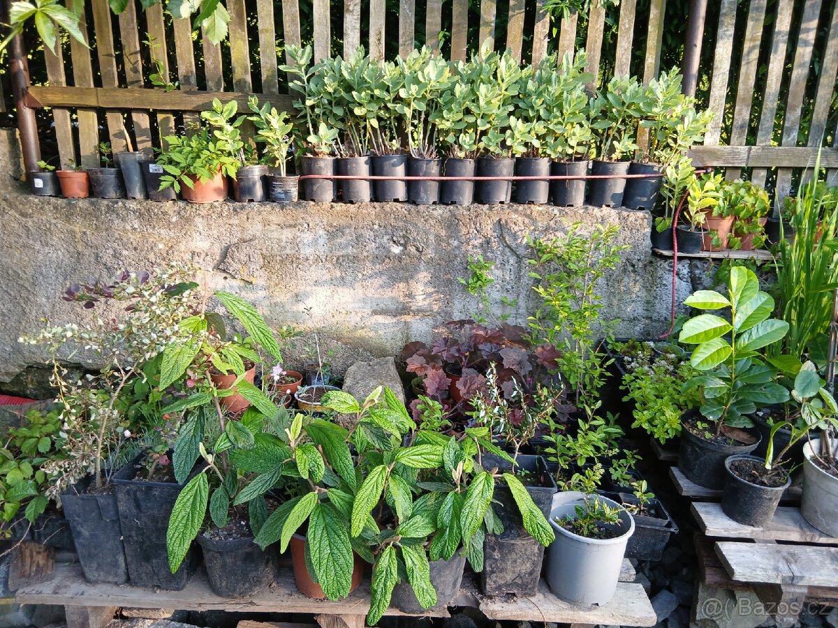 Přebytky ze zahrady - 3