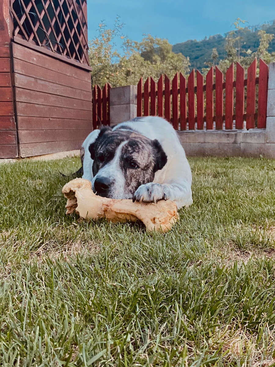 Daruji středoasijského pasteveckého psa. - 3