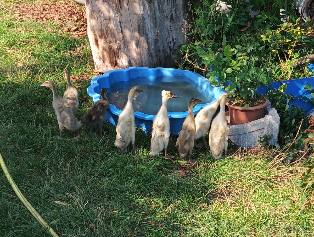 Indický běžec - 3