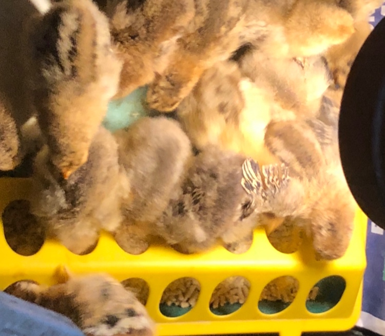 Šumavanka Velká-Násadová vejce - 3