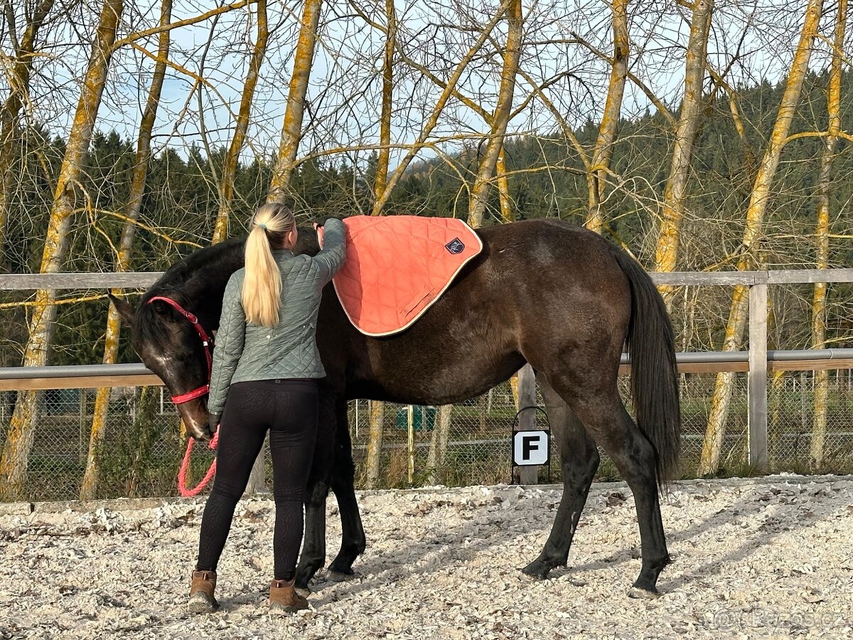 Dvouletá kobylka po Cornet de Lux - 3