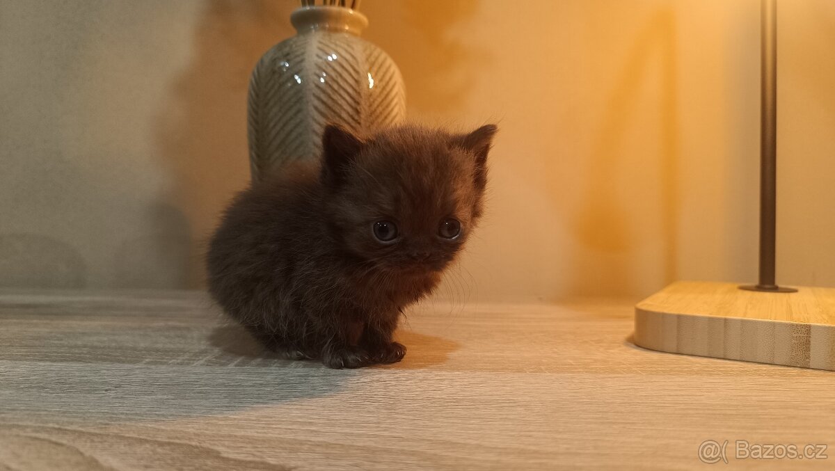 Vánoční britská koťátka - 3