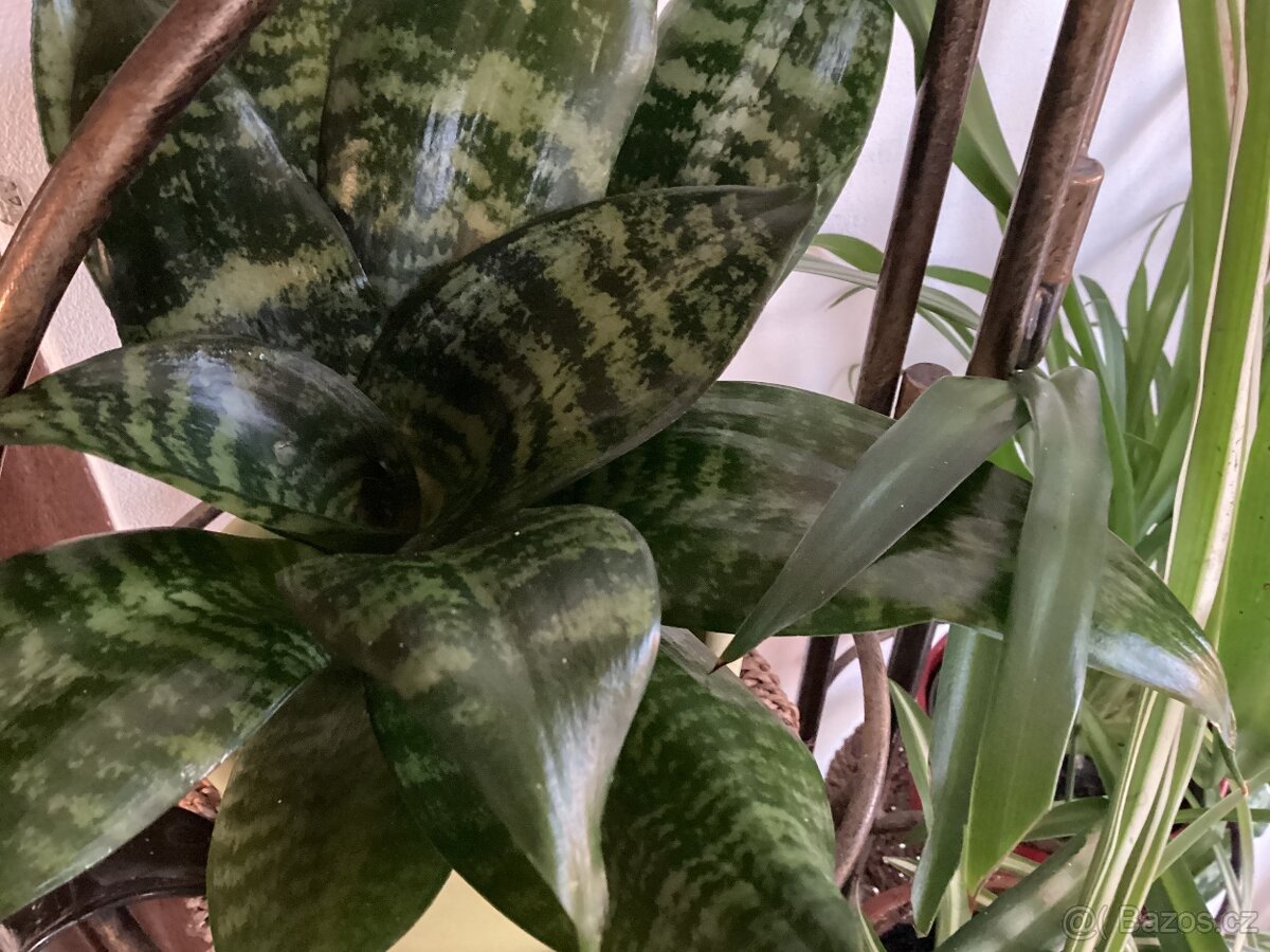 Květinový koutek - 3