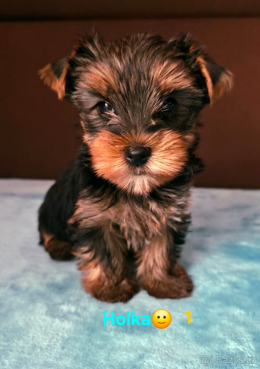 Jorkširsky teriér - 3