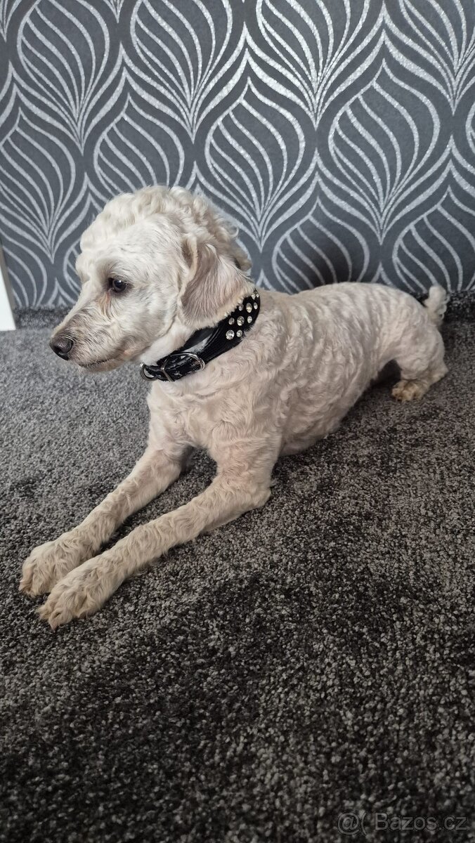 Trpasličí pudlik-kryti - 3