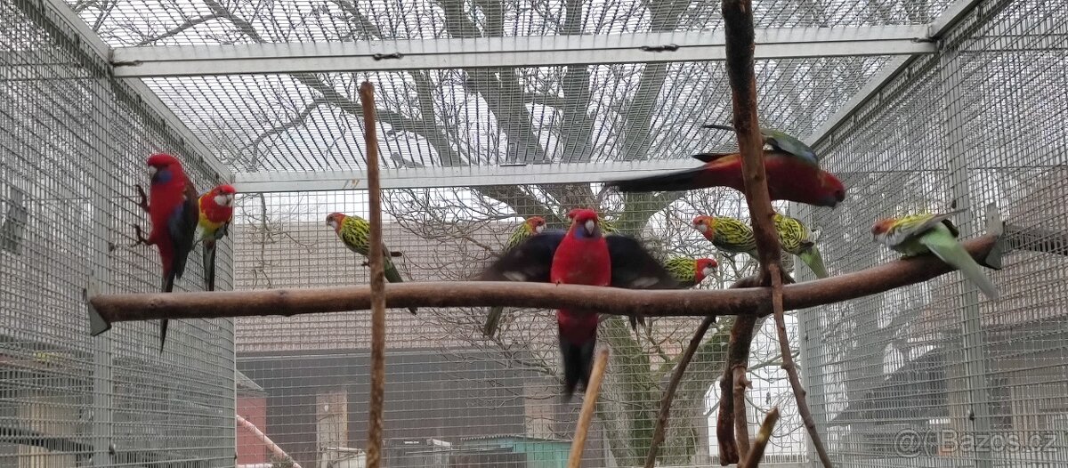 Rosela pennant, přírodní 1.0 , štěpí - 3