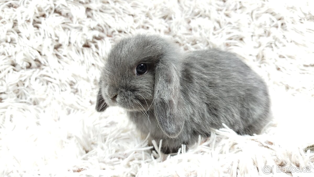 Zakrslý beránek, králíček, králík - KVÍDO - 3