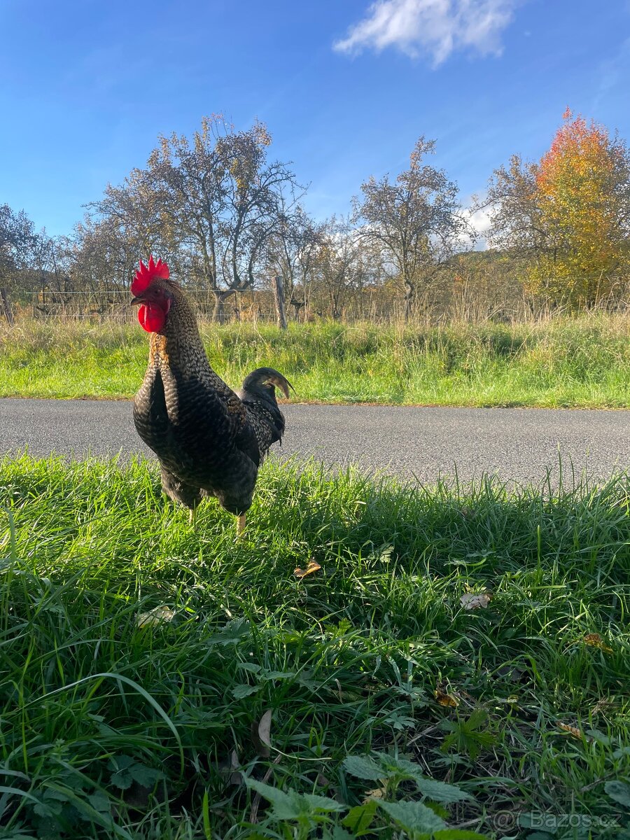 Kohoutci - 3