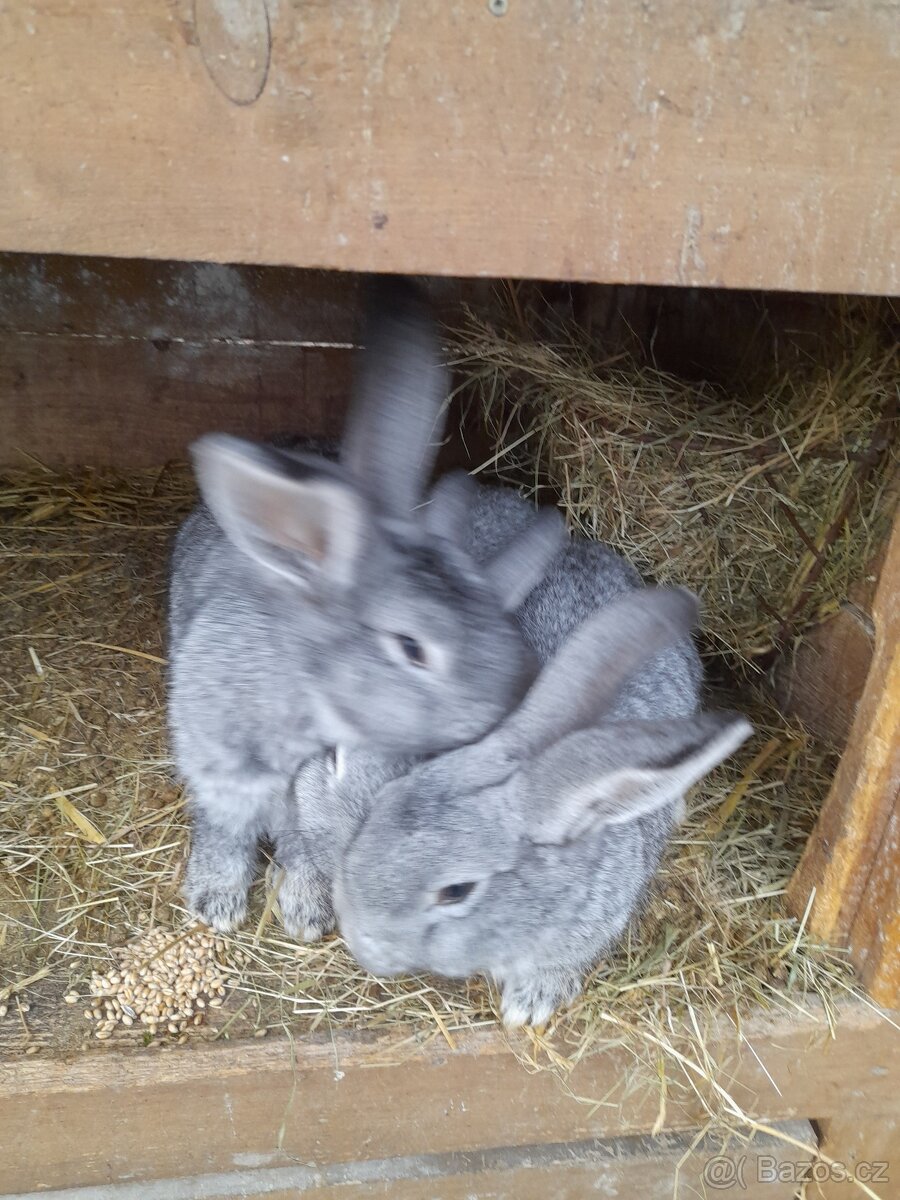 Králík - 3