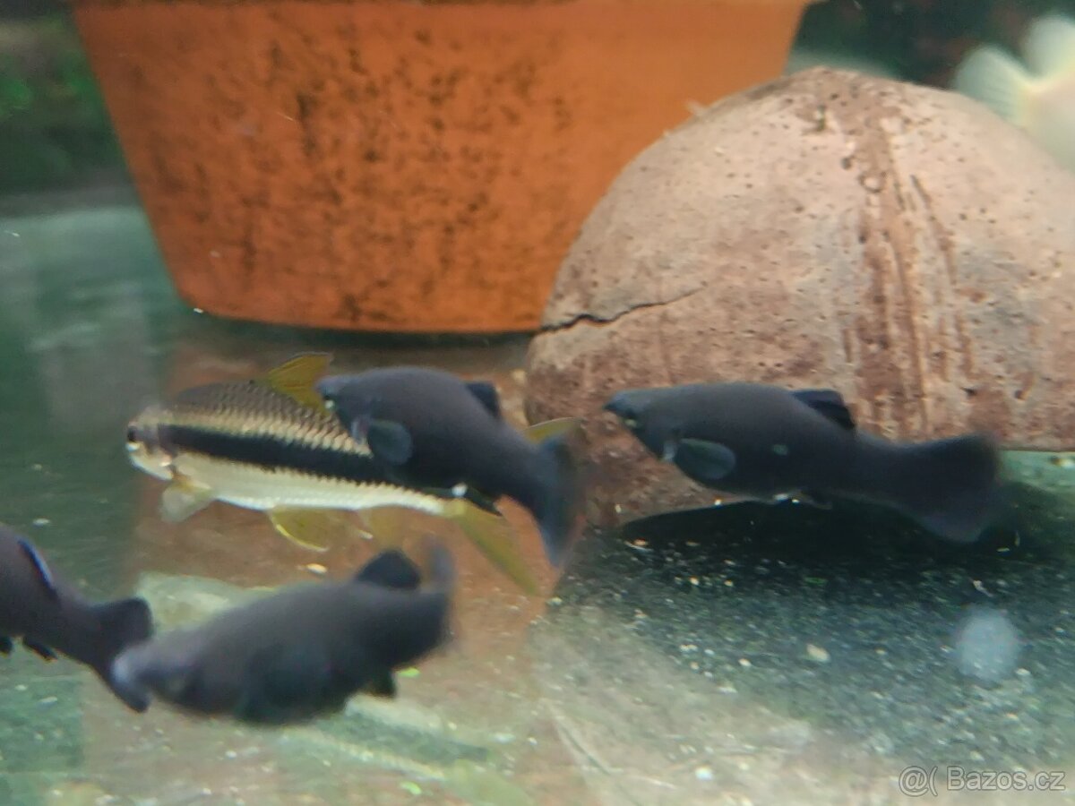 Black molly - 3