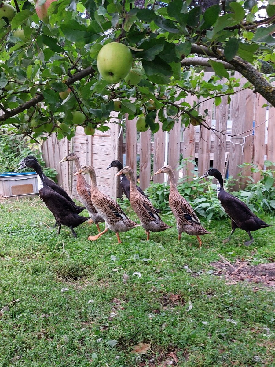 Indický běžec - 3