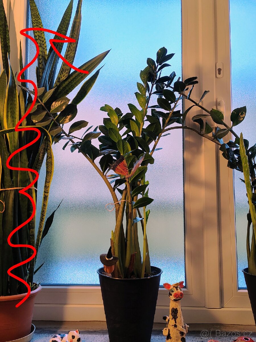 Pokojové rostliny - 3