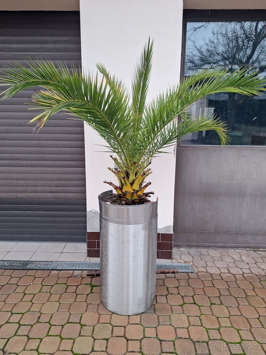 Palmy - vzrostlé - 3