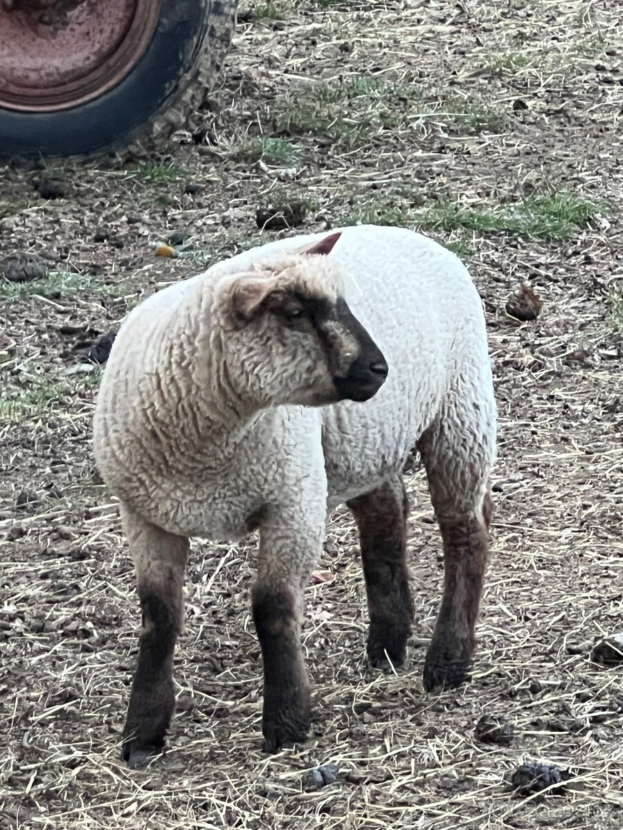 Jehně Charollais - 3