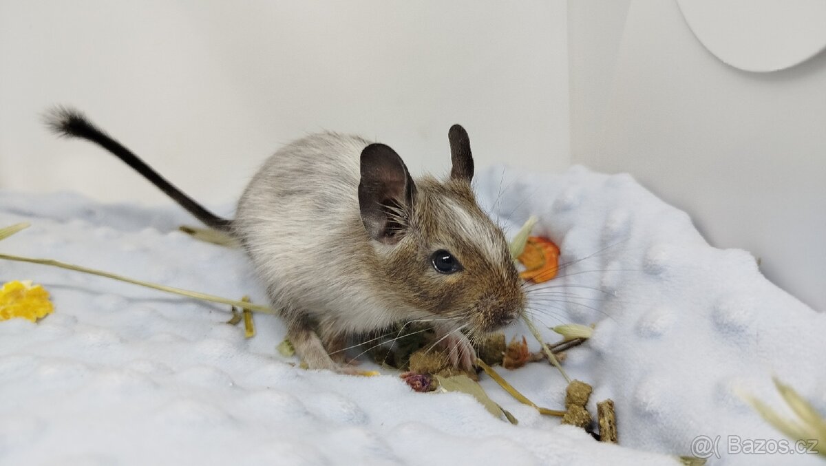 Osmák degu, Osmáci - SAMIČKY - 3