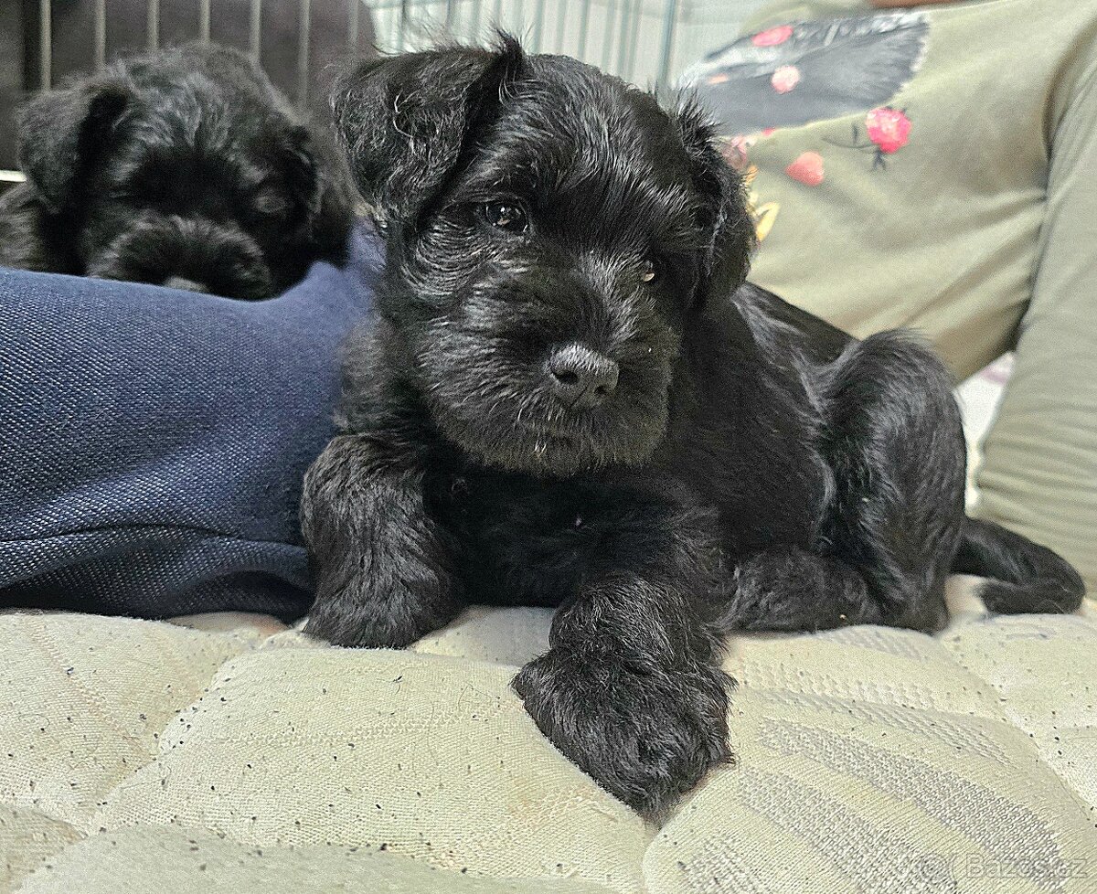 Knírač malý černý - 3