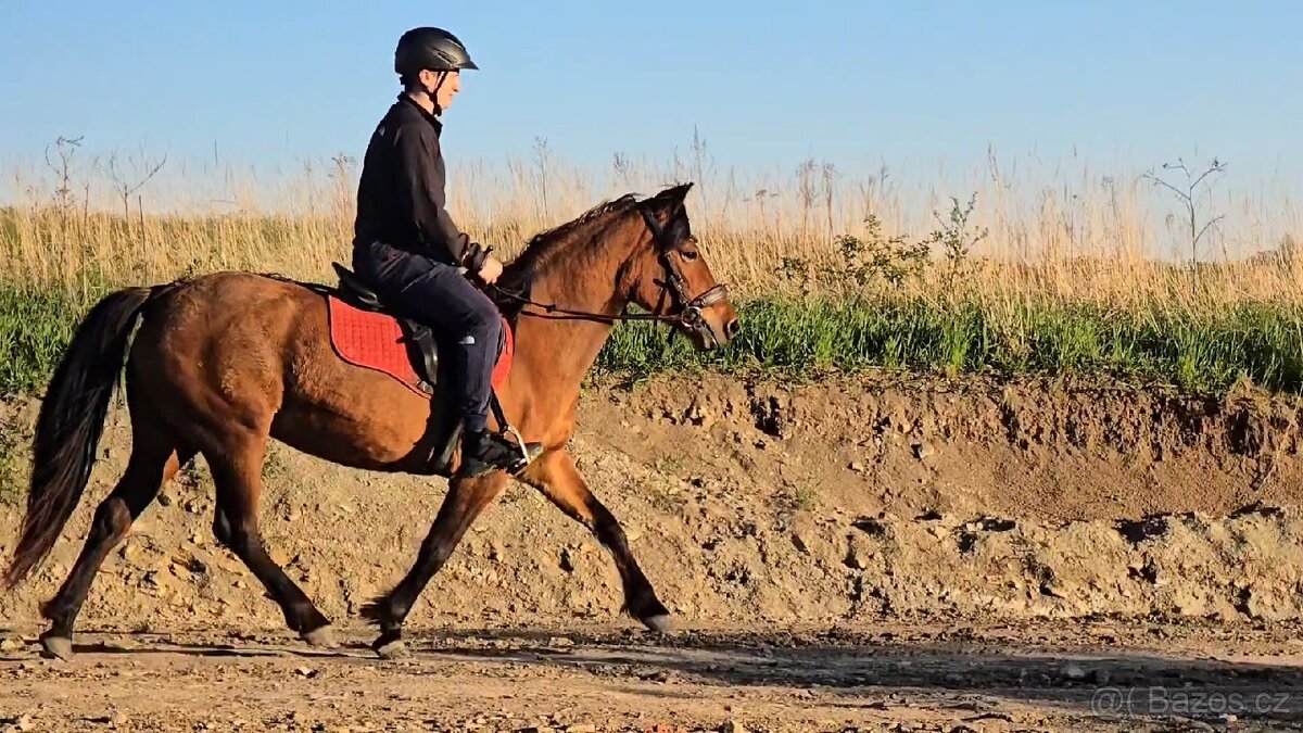 Huculská klisna, hucul, rekreace, vyjížďky, hipoterapie. - 3