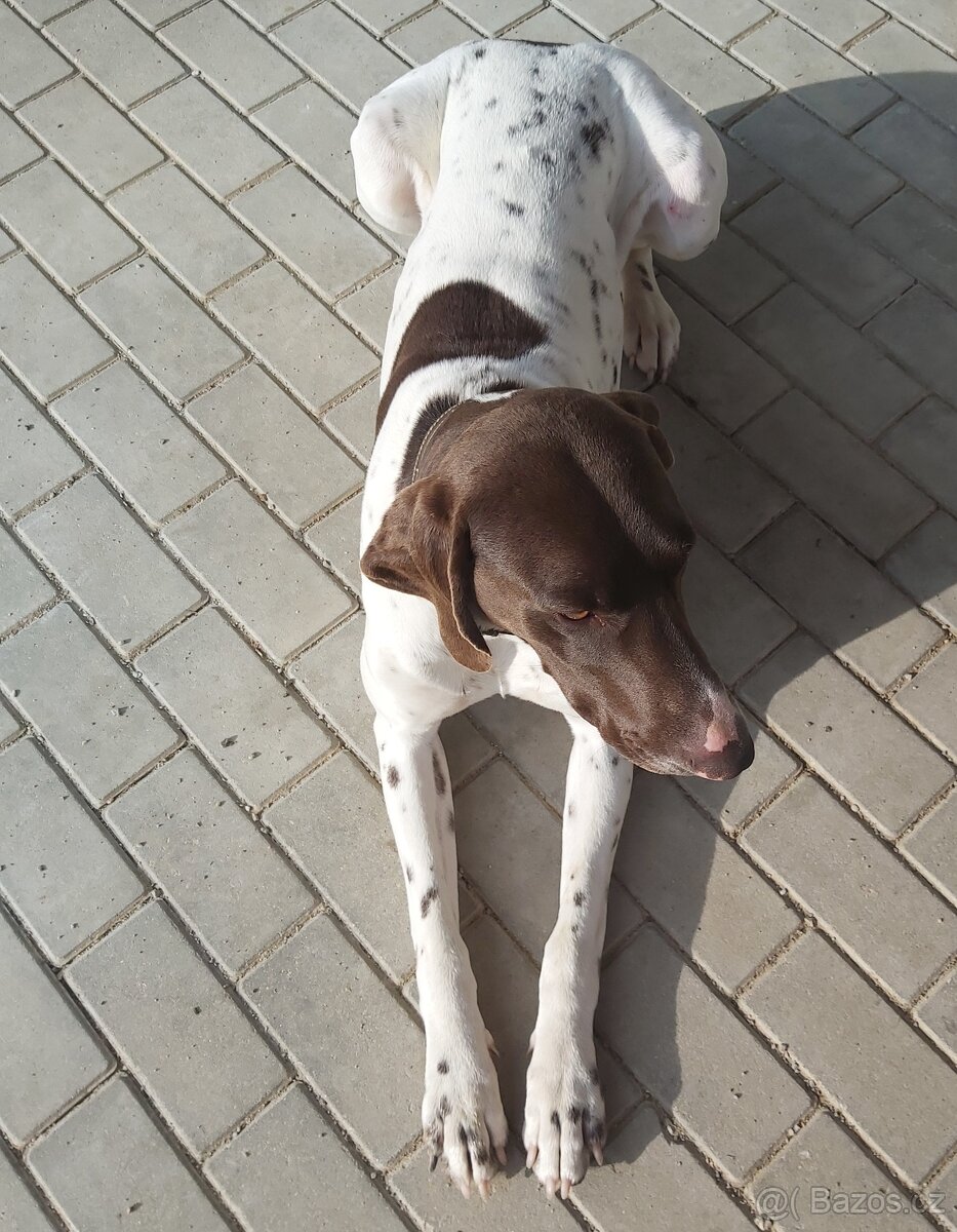 Nabídka krytí - německý ohař krátkosrstý - 3