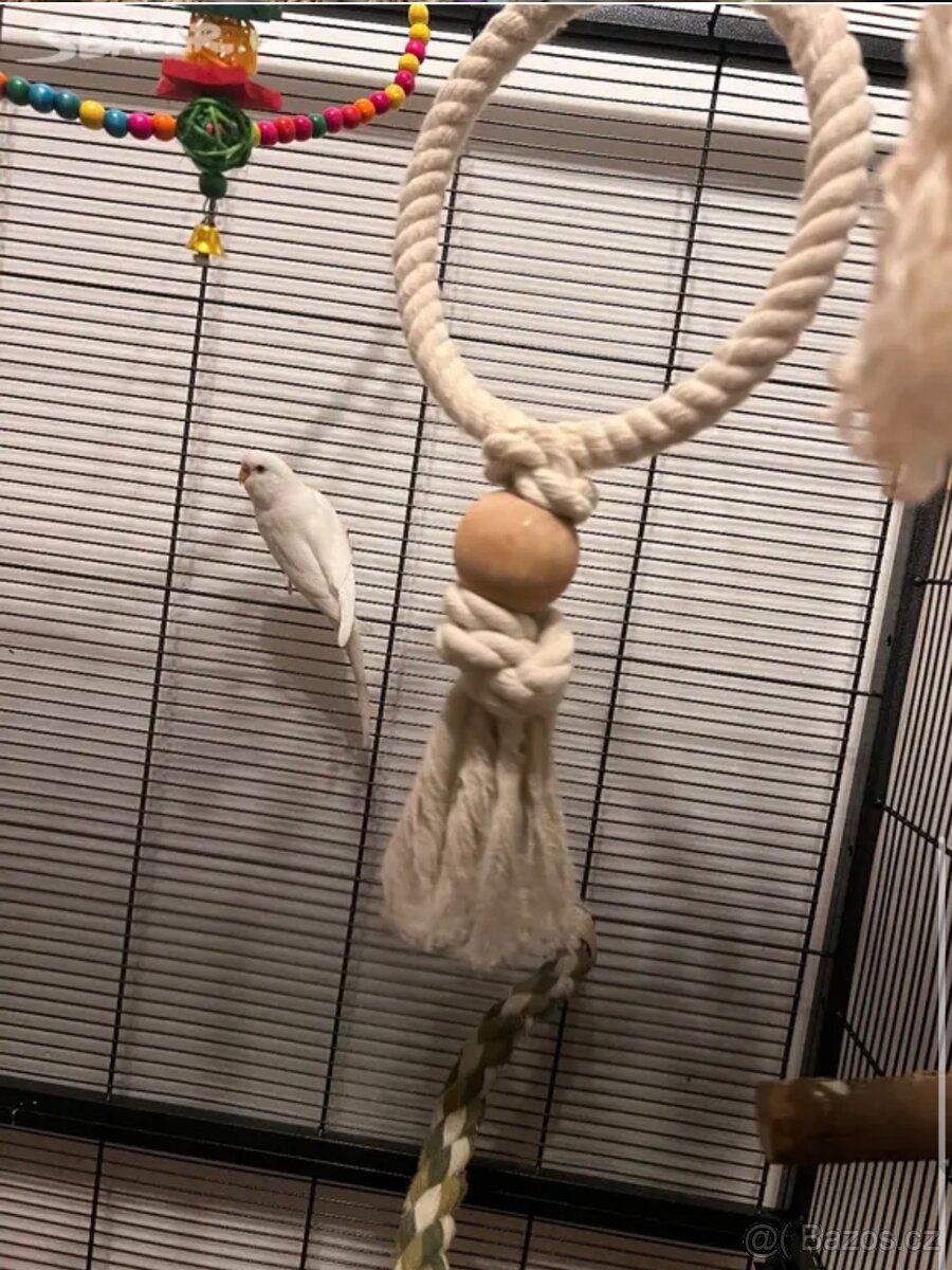 Kakarik a andulka - 3