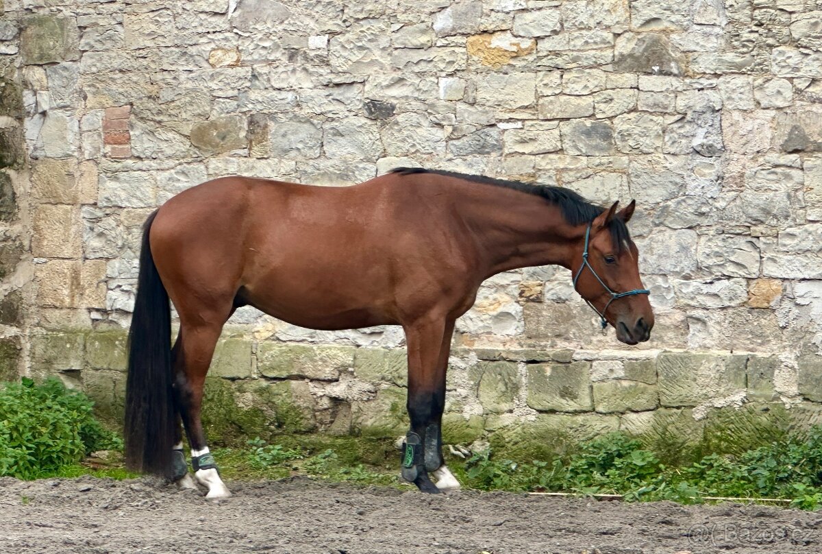 nadějný valach do parkuru - 3