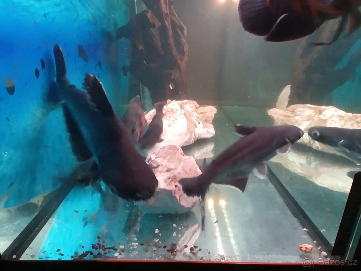 Sumeček žraloci - 3