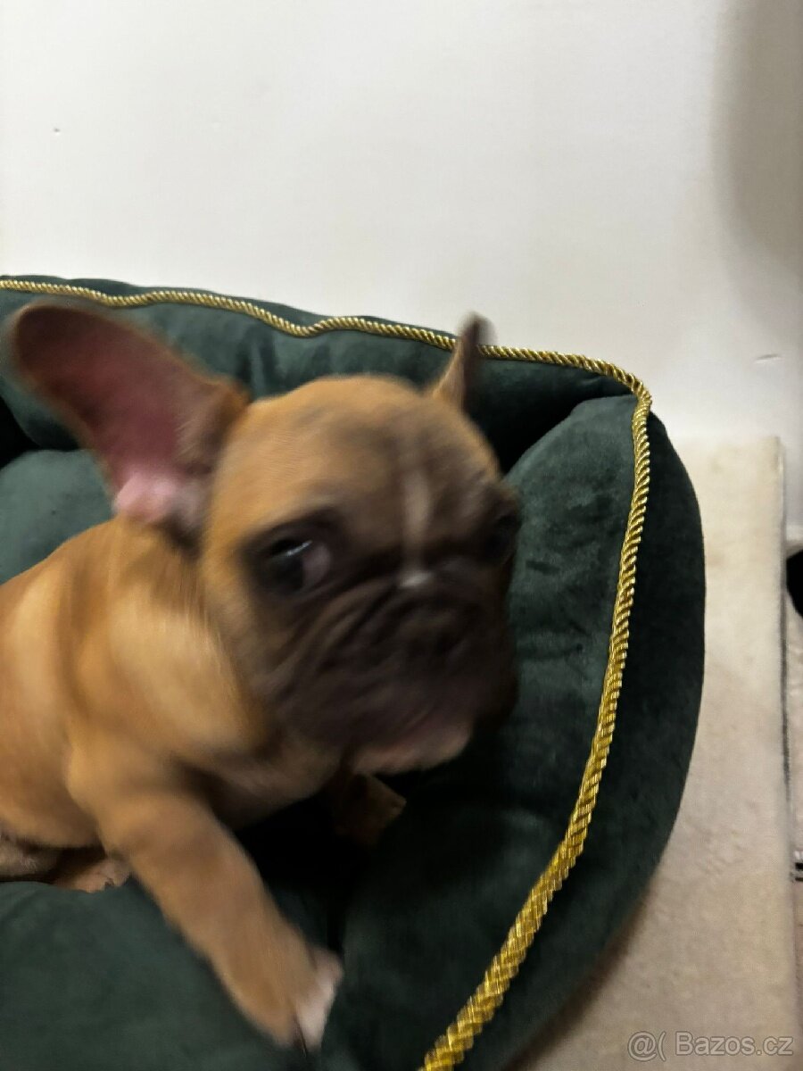 Francouzský buldoček - 3